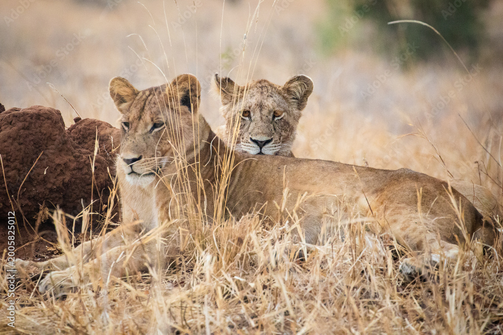 Fototapeta premium Lion Cubs Resting in Dry Grass, Tarangire National Park, Tanzania