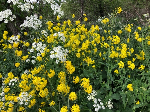 Wildflowers yellow white spring flowers green meadow grass, Cow parsley, wild mustard