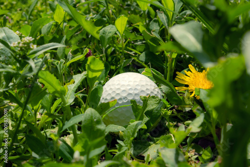 Golf ball hidden in the rough with yellow dandelion. Close-up shot of golf ball nestled deep within green grass and weeds. Yellow dandelion blooms nearby. Problem solving and discovery.