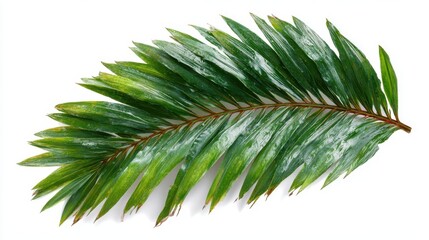 Green palm leaf on white background, tropical foliage for summer and exotic vacation designs