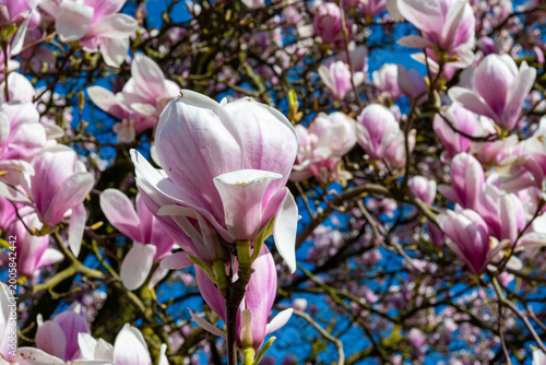 Spring blossom of magnolia soulangeana , Magnolia denudata and Magnolia liliiflora, saucer magnolia or sometimes the tulip tree in North Brabant, Netherlands