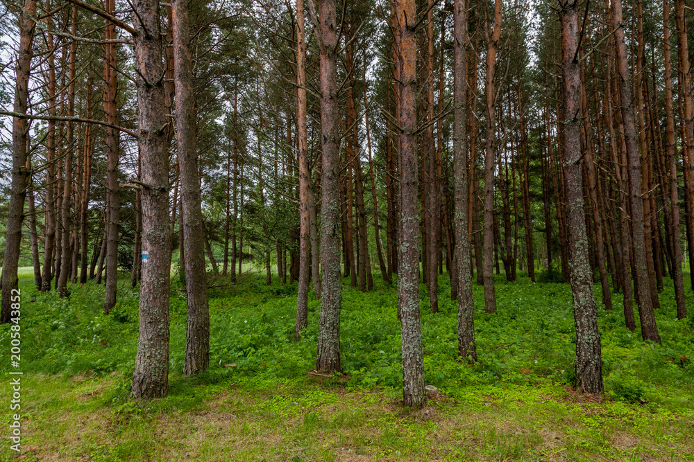 Fototapeta premium Dense green forest with slender birch trees and lush undergrowth, creating a peaceful natural woodland scene in summer light