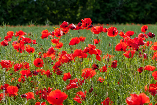 Obraz na plátne A vibrant field of bright red poppy flowers in full bloom, with delicate petals