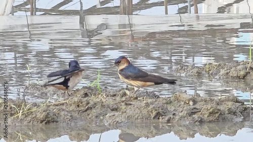 
A Swallow Couple Collaboratively Gathering Mud and Nesting Materials in a Rice Paddy #007

