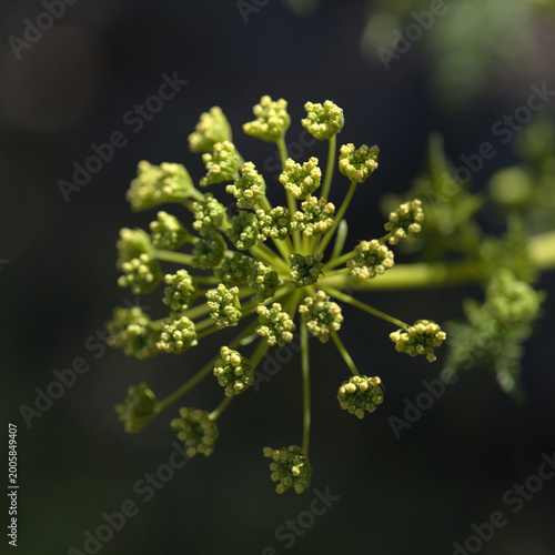 Photos Flora of Gran Canaria - Todaroa montana, plant endemic to the Canary Islands, na