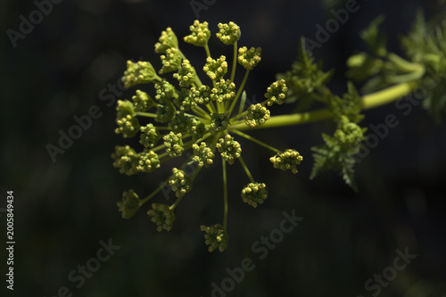 Obraz na plátně Flora of Gran Canaria - Todaroa montana, plant endemic to the Canary Islands, na