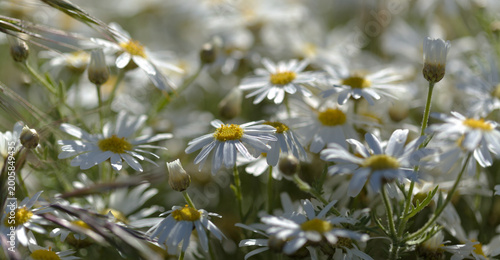 Photos Flora of Gran Canaria -  Argyranthemum, marguerite daisy endemic to the Canary I