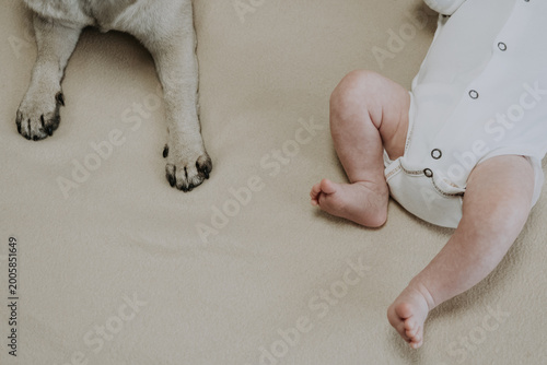 Close up of a pug paws and tiny baby feet resting on a soft beige blanket. The dog and baby feet interact. Concept of relationship between a child and pet. Happy lovely pet in family with child