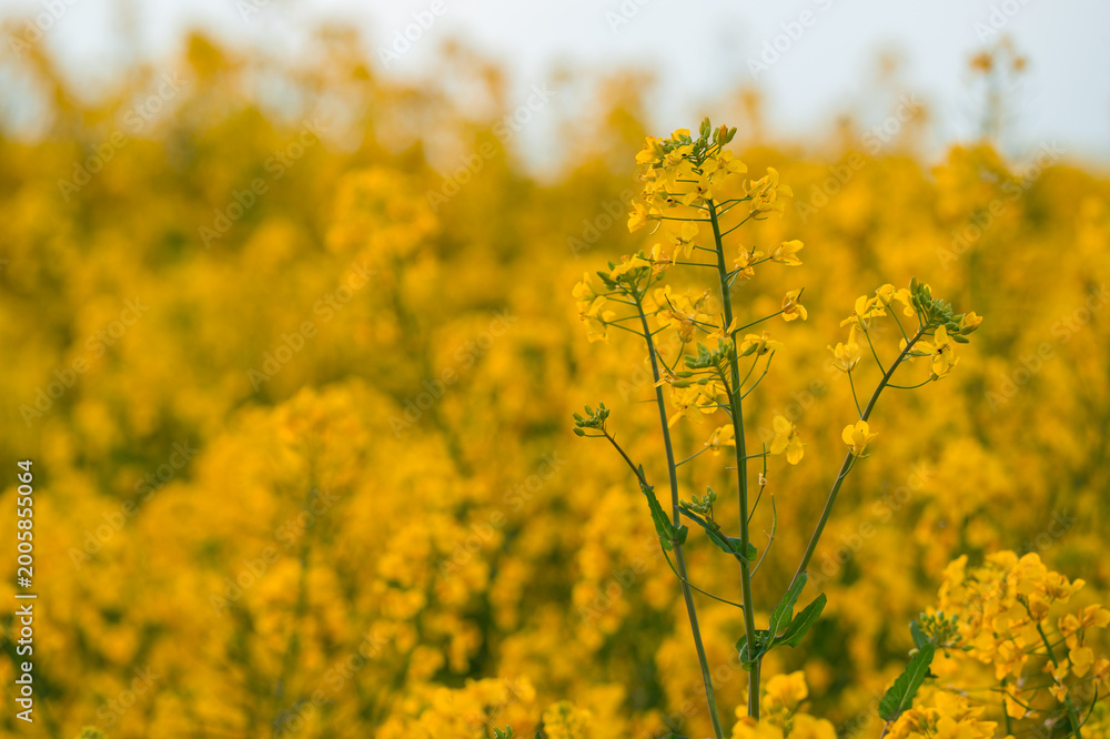 Obraz premium Close up of yellow rapeseed flowers blooming in agricultural field at sunset, spring nature background for farming, ecology and sustainable agriculture concepts