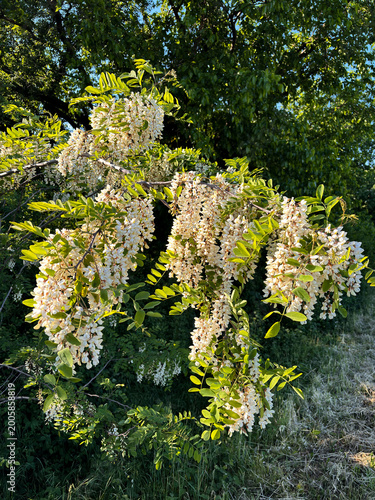 Robinia plant, also known as false acacia, famous for its clusters of scented white flowers