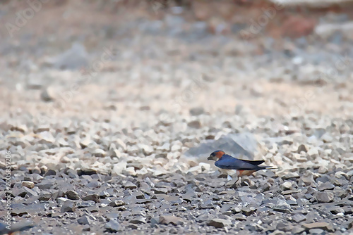 Red Rumped Swallow