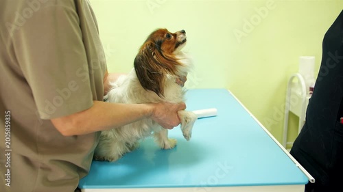 Veterinarian doctor prepares for medical examination calm longhaired dog on blue table that held by the owner. Papillon undergoes thorough health evaluation by gentle veterinary team in clinic