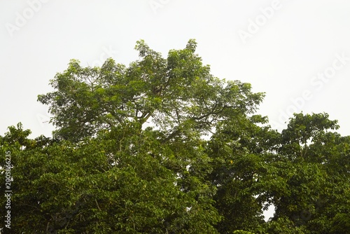 Canvas Print Langur monkey in treetop forest seen from Rapti River, Sauraha, Nepal