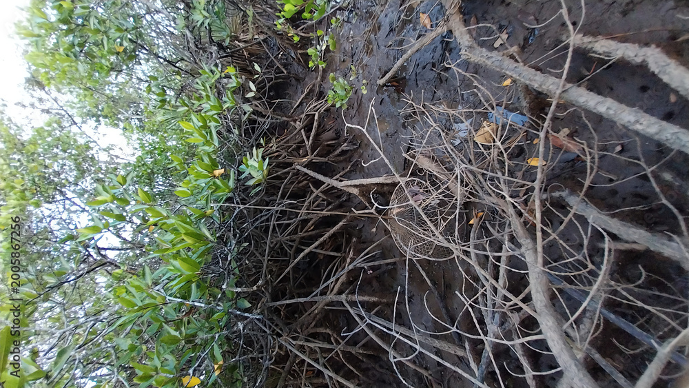 Fototapeta premium Mangrove Roots in a Muddy Estuary Along Tropical Coastline Habitat
