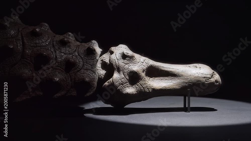Cinematic Close Up of Ancient Dinosaur Fossil Under Spotlight