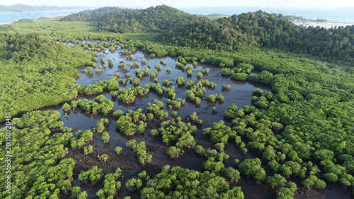 Bild auf Leinwand Green Mangrove Forest Wetland Ecosystem Aerial View Landscape