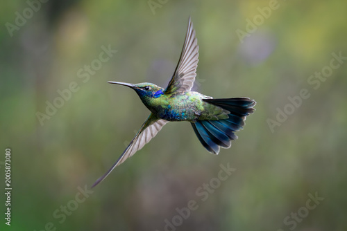 Hummingbirds