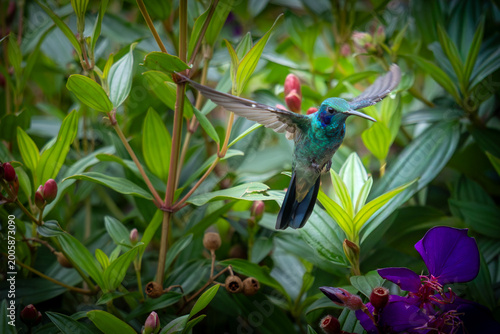 Hummingbird