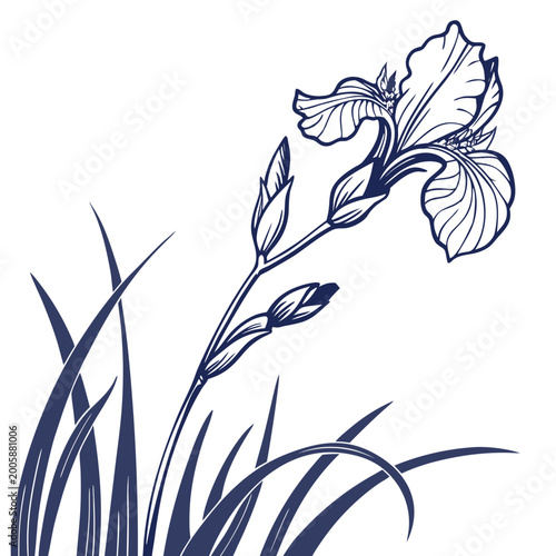 blue flag iris silhouette on white background
