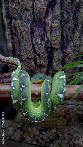 Piriquitamboia settling into a resting position on a tree trunk_vertical.