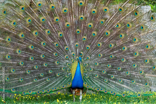 Cuadro en lienzo Front view of a peacock spreading its feathers in a courtship display in front o