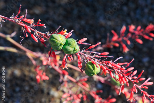 Close-up of flowering stalks and fruits of Hesperaloe parviflora, commonly known as Red Yucca, Hummingbird Yucca, or False Yucca