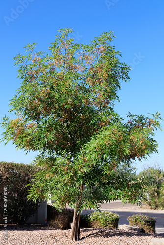 Arizona Ash (FArizona Ash (Fraxinus velutina), also known as Velvet Ash tree growing in xeriscaped ground at the edge of roadside in springraxinus velutina), also known as Velvet Ash