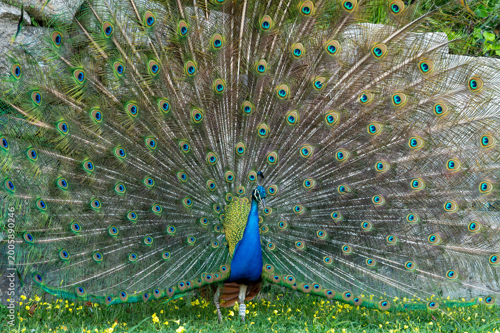 Obraz premium Slightly angled front view of a peacock spreading its feathers in a courtship display in front of a stone wall