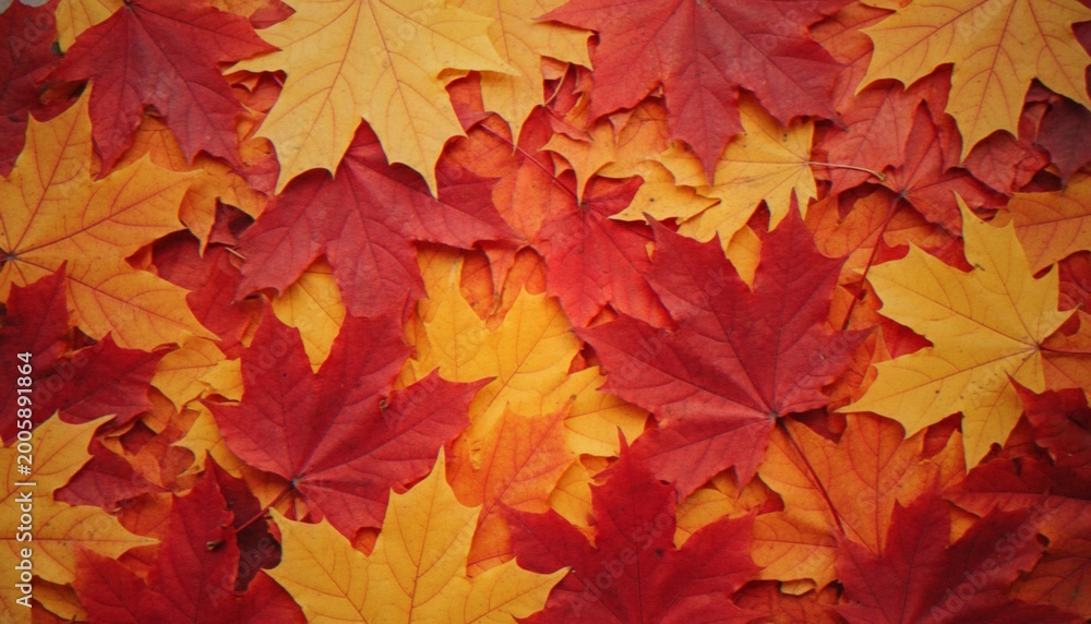 Fototapeta premium A top-down view of a vibrant carpet of fallen autumn maple leaves in shades of red, orange, and yellow.