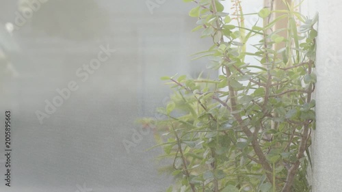 Camera panning right prompted by breeze, climbing plant sliding into focus to showcase foliage