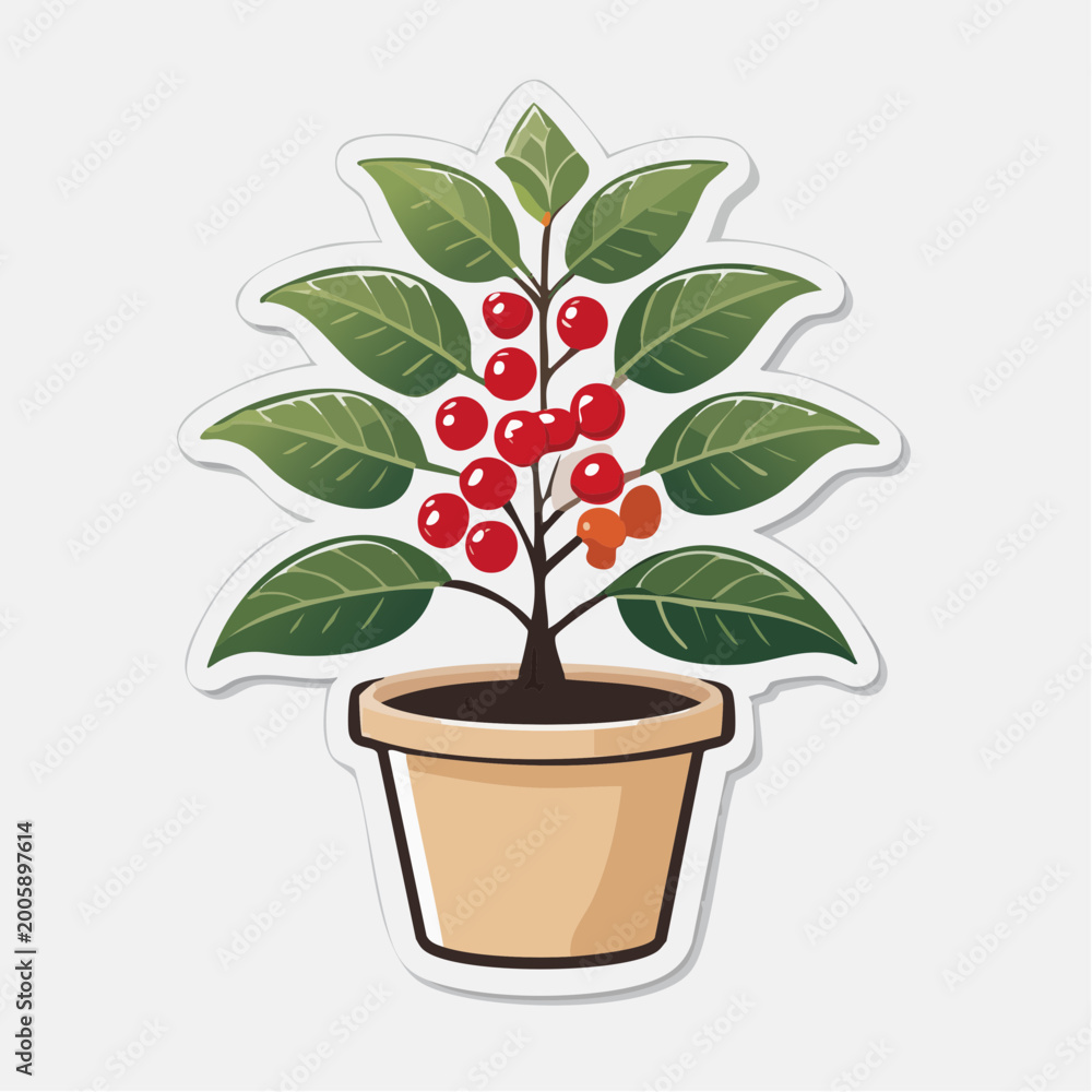 Fototapeta premium Potted Coffee Plant with Red Berries