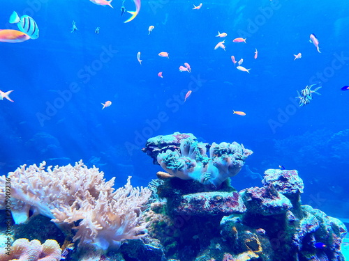 悠々と泳ぐカラフルな魚