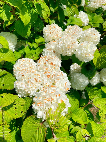 緑に映える白いお花