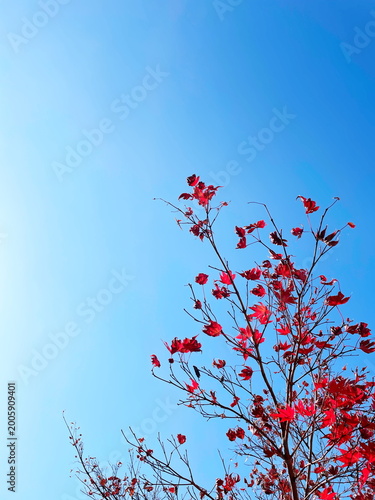 青空に映える赤の紅葉