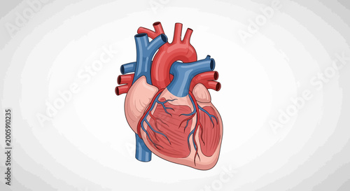 Photos Detailed Human Heart Anatomy Illustration for Medical Education.