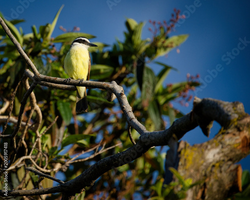 A Great Kiskadee bird (Pitangus sulphuratus) perched on a branch against a deep blue sky and green foliage background.