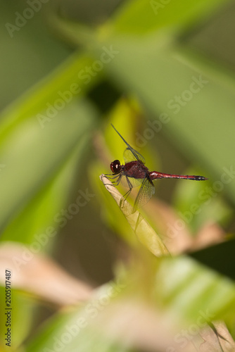 Red dragonfly perched on a dry leaf tip against a blurred green background.