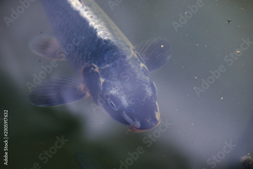 Top view of a common carp fish head swimming in murky pond water showing scale texture