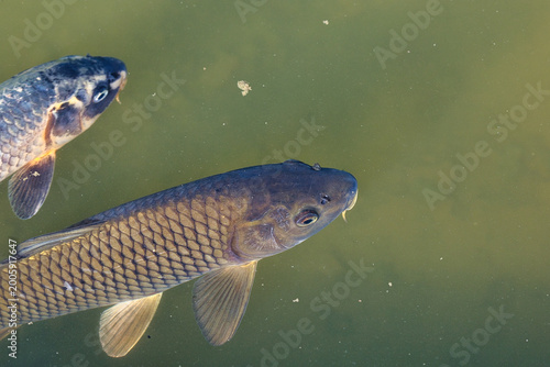 Macro photograph of two common carp swimming in murky pond water, showing scale details.