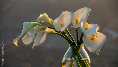 spring crocus flower
