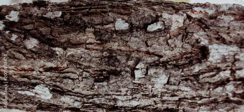 Photos Detailed texture of dark brown tree bark with deep ridges, cracks, and natural organic patterns