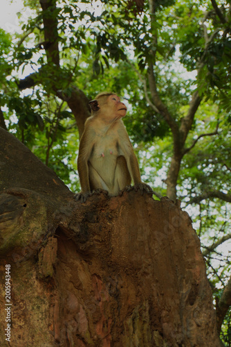 Photography Photogenic actor monkey sit on the tree bench