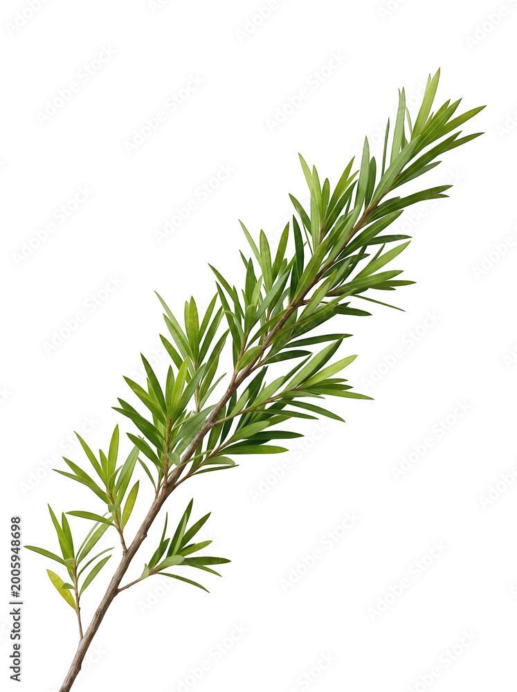 Fototapeta premium Rosemary sprig on transparent background, green herb branch