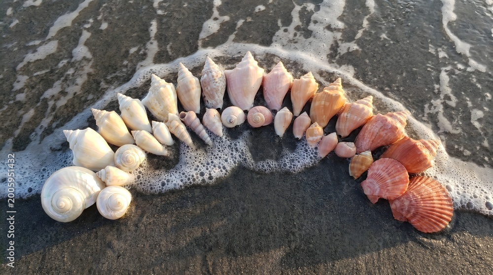 Naklejka premium Perfect Color Gradient Seashells on Wet Sandy Beach