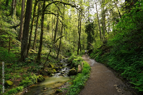 Foto Lush Green Forest Park Hiking Trail in Portland, Oregon