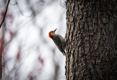 Fotografie pajaro carpintero
