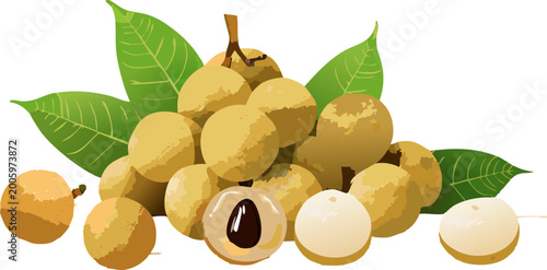 Dimocarpus longan illustration showing ripe tropical fruits in cluster
