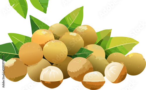 Dimocarpus longan fruit illustration representing fresh tropical food concept
