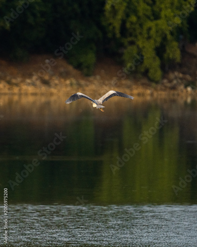 white heron in flight