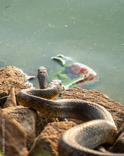 snake in the water